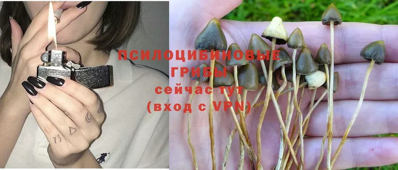 Псилоцибиновые грибы Magic Shrooms  Ефремов 